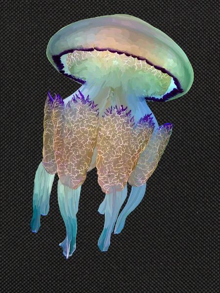 Jellyfish