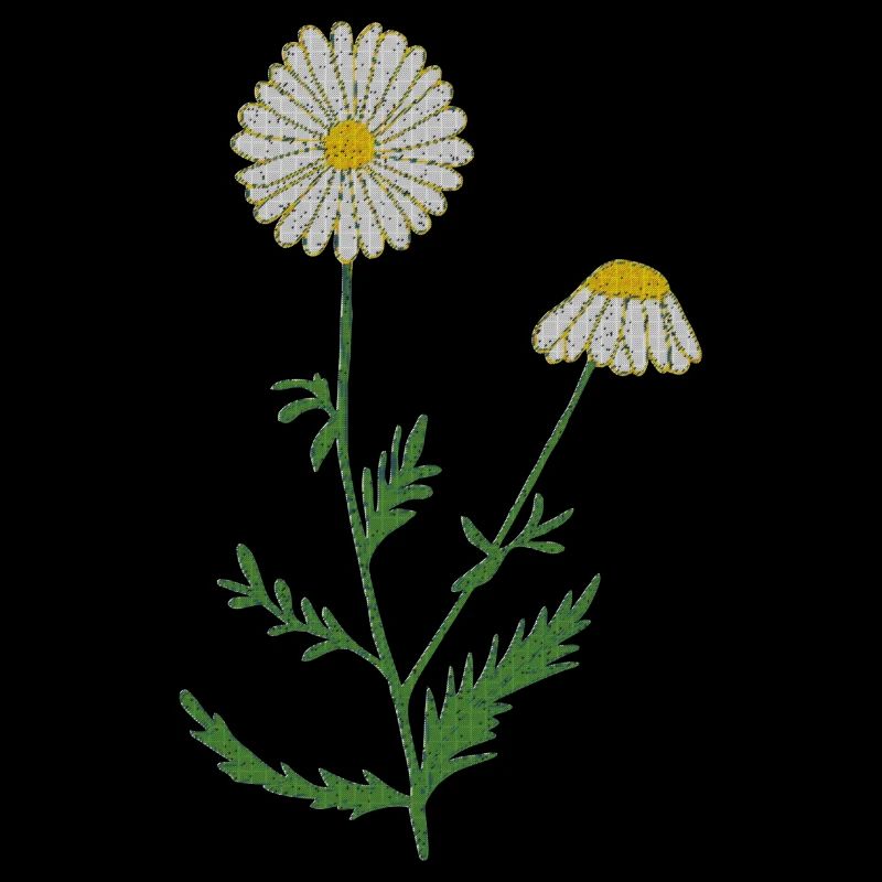 camomile