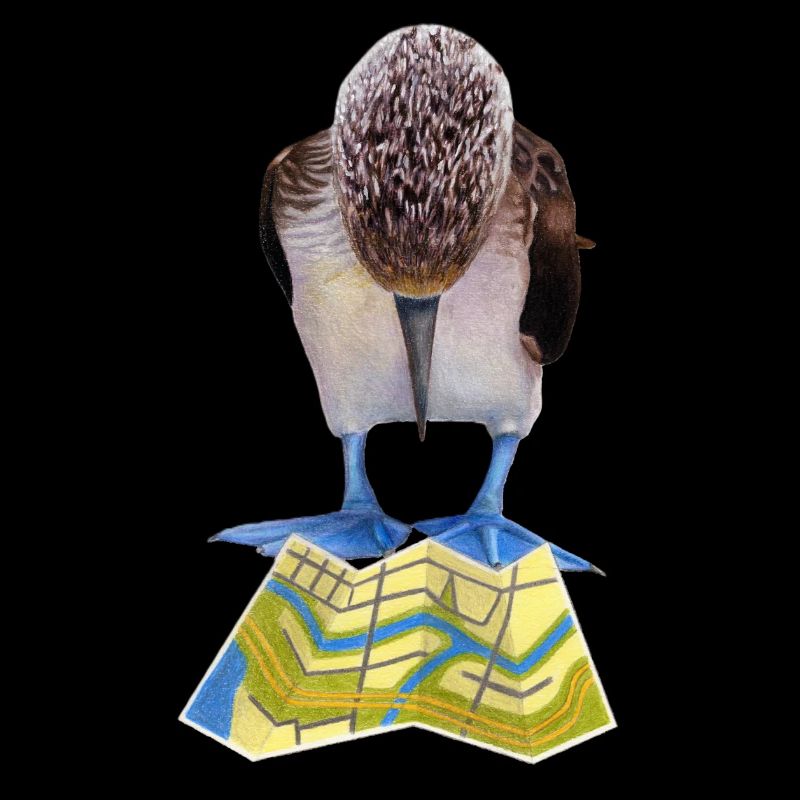 Blue-footed boobies road map