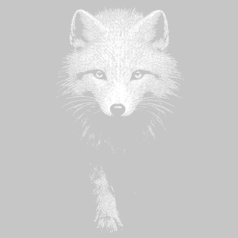 Polarfuchs