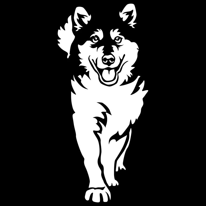 Malamute d’Alaska « Black Edition »