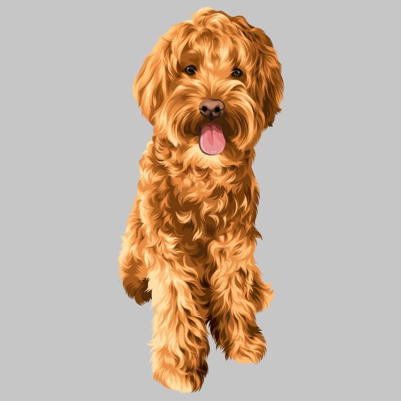 Goldendoodle Schnoodle