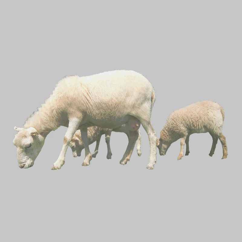 sheep