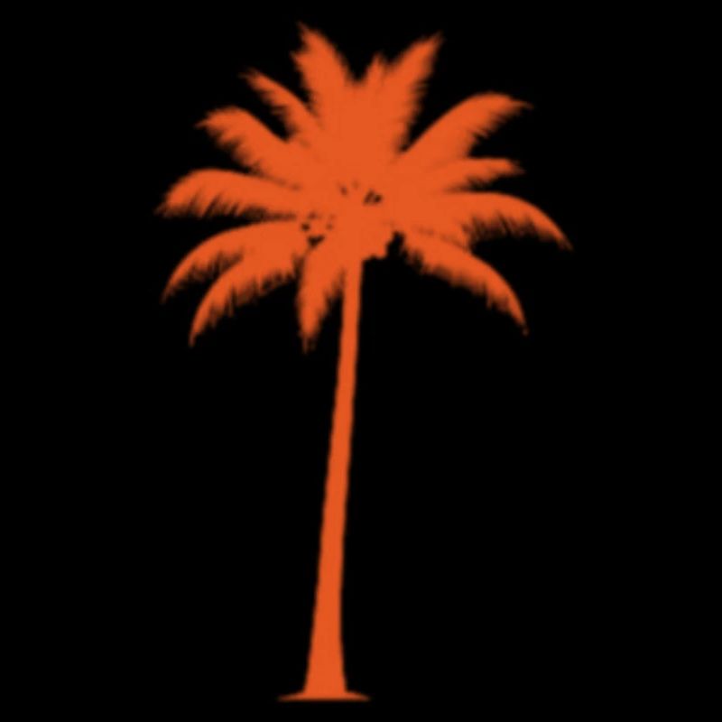 Sunset palm tree silhouette