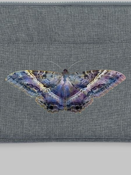 Blue butterfly