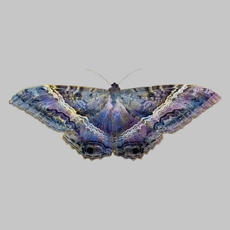 Blauer Schmetterling