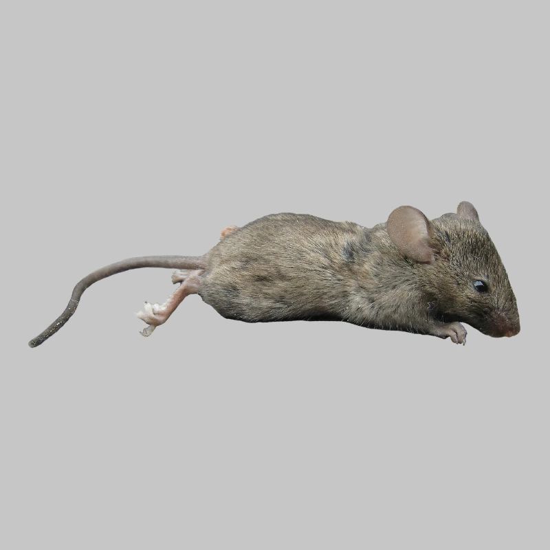Mouse