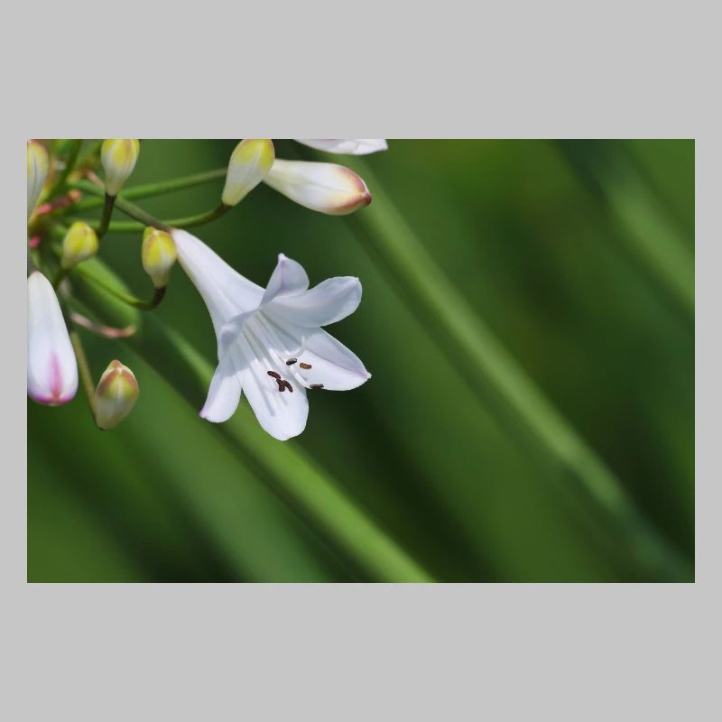 Macro de la fleur de lys blanc