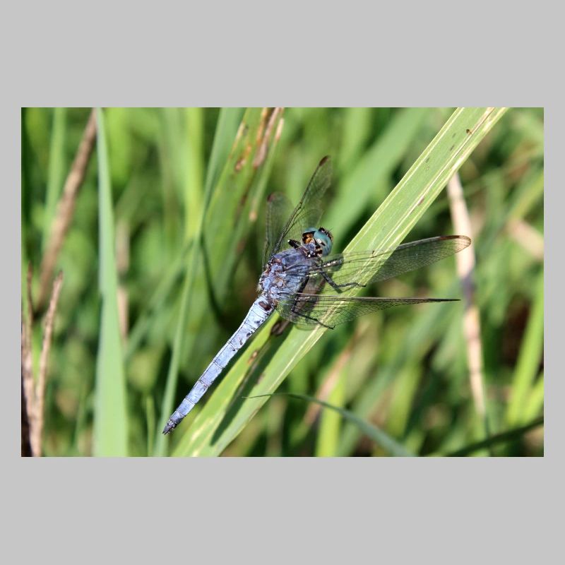 Libellen Poster Blaupfeil Geschenk