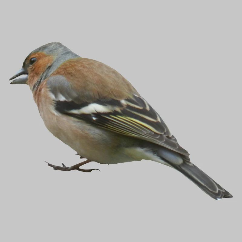 Chaffinch (side)