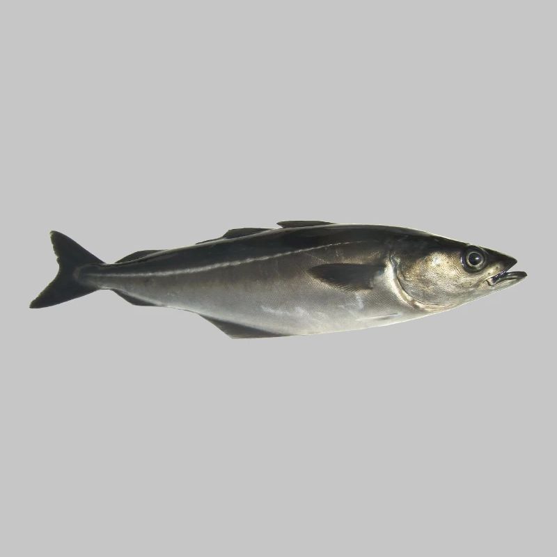 Fisch Pollack