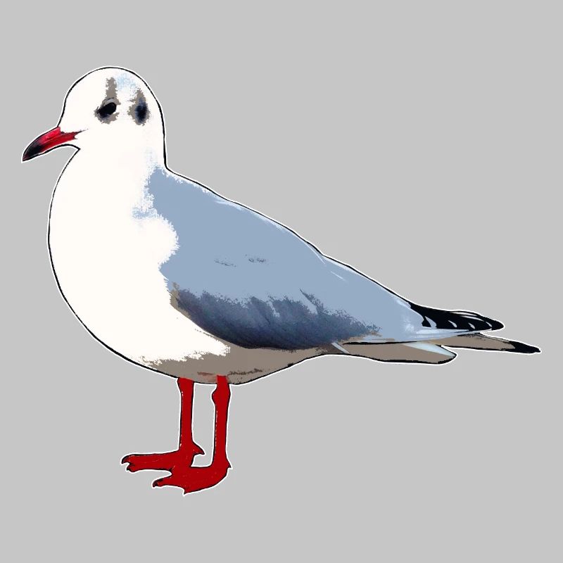 Möwe