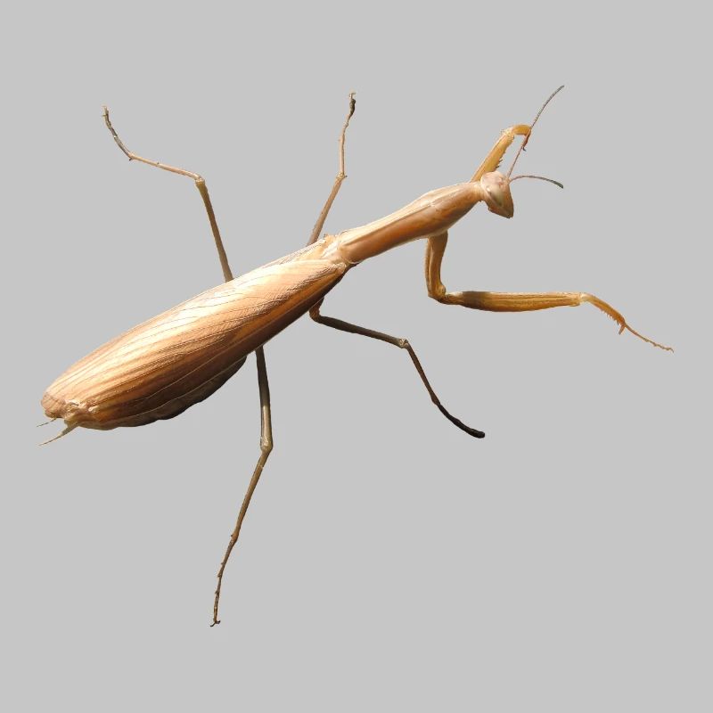 Mantis
