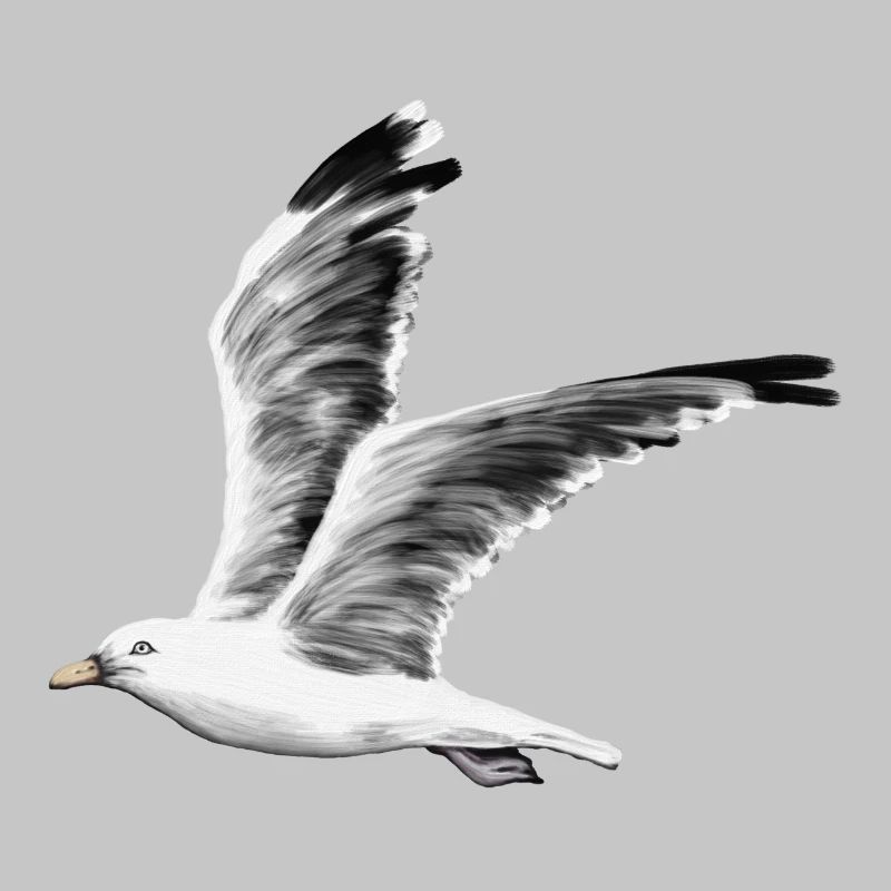 Möwe