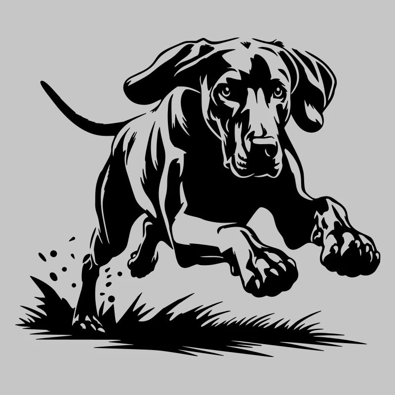 Weimaraner