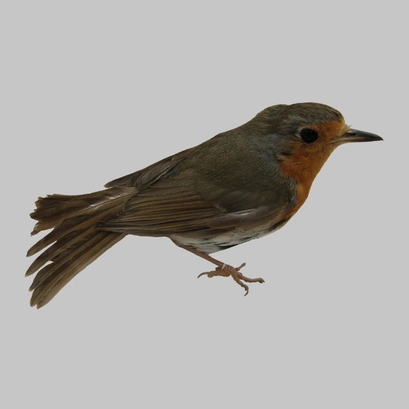 Robin