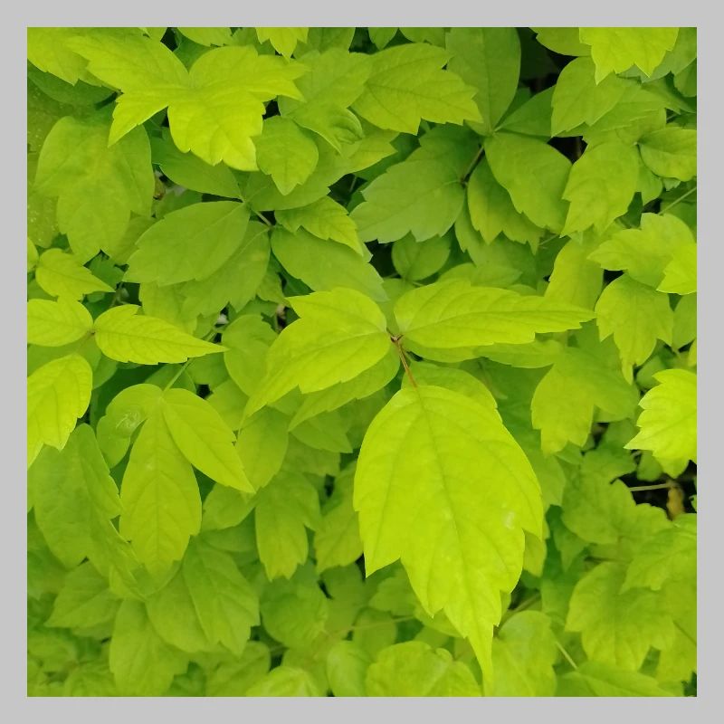Ash maple / Acer negundo