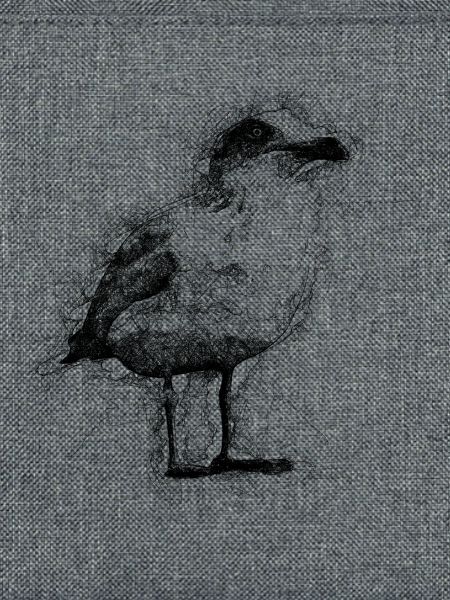 Möwe
