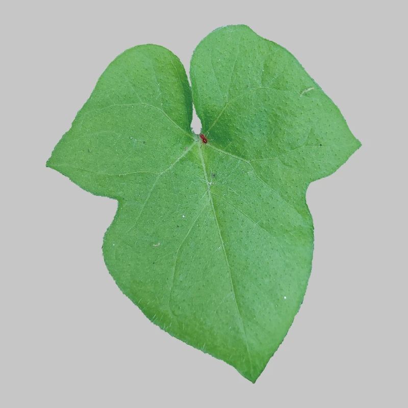 Green_Leaf_-_Tiny_Red_Spider