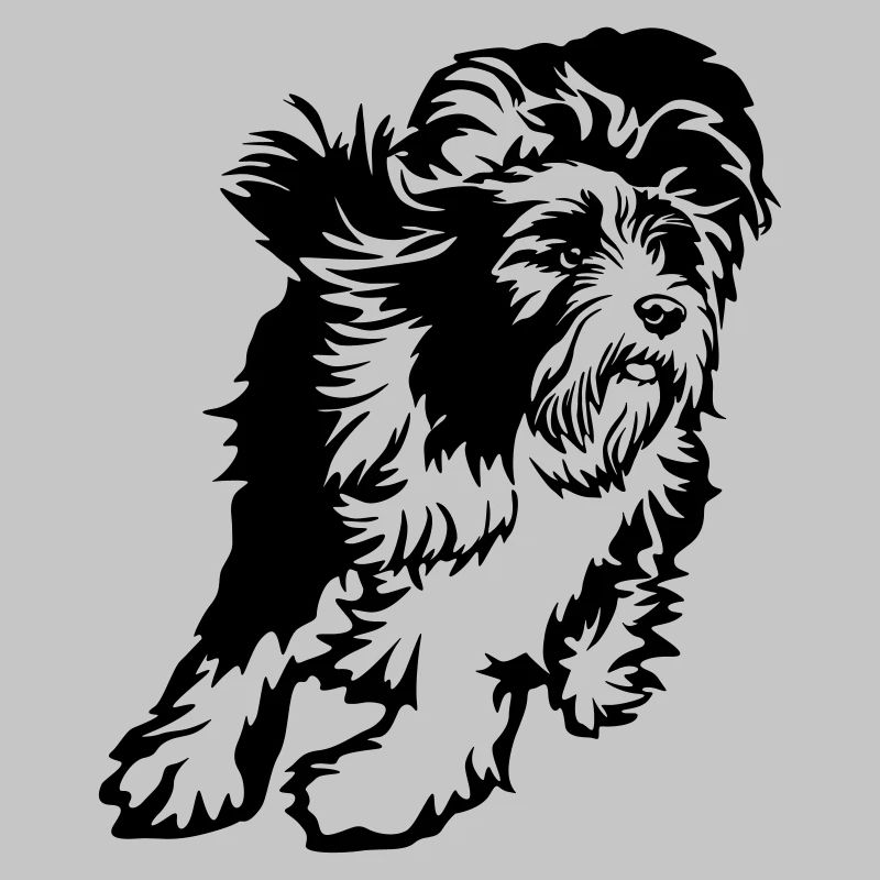 Bearded Collie