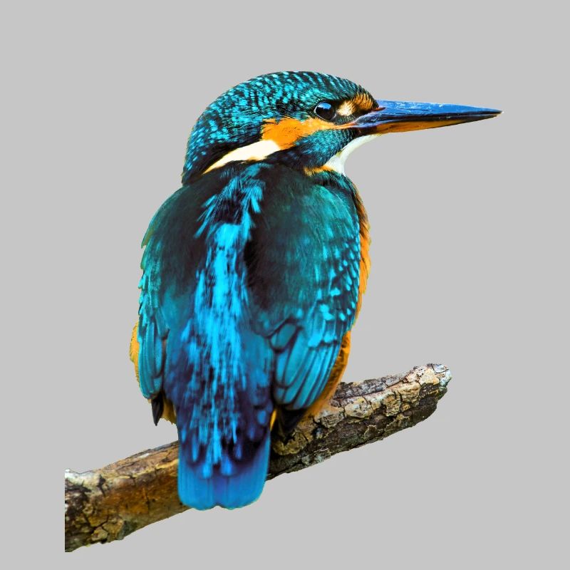 Eisvogel Alcedo atthis