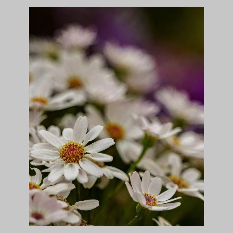 Gänseblümchen Blumen