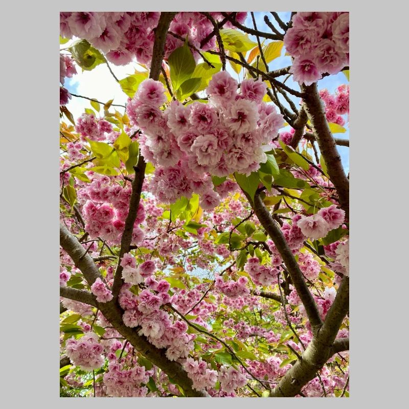 Cherry blossom magic in spring