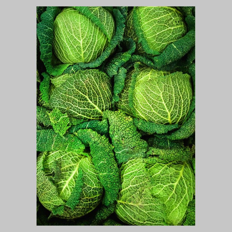 Cabbage Cabbage