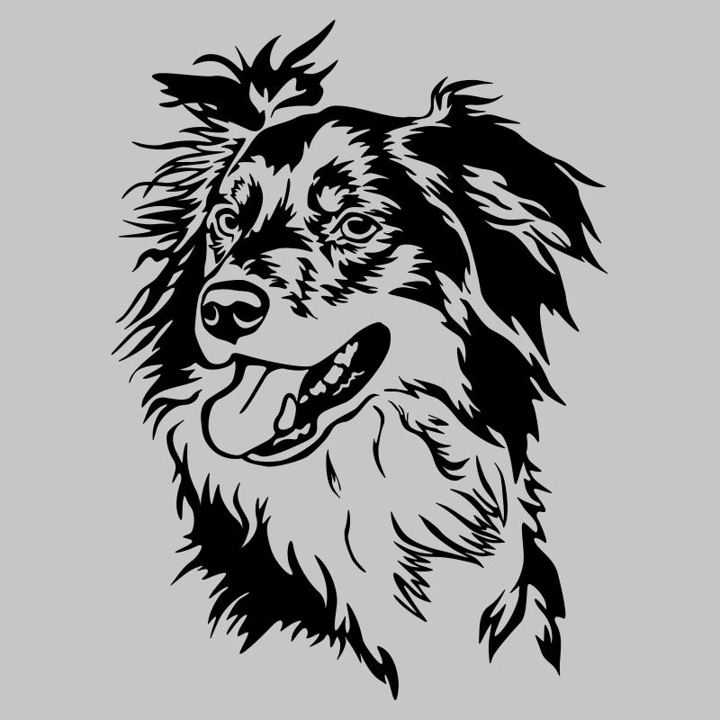Border Collie Kopf