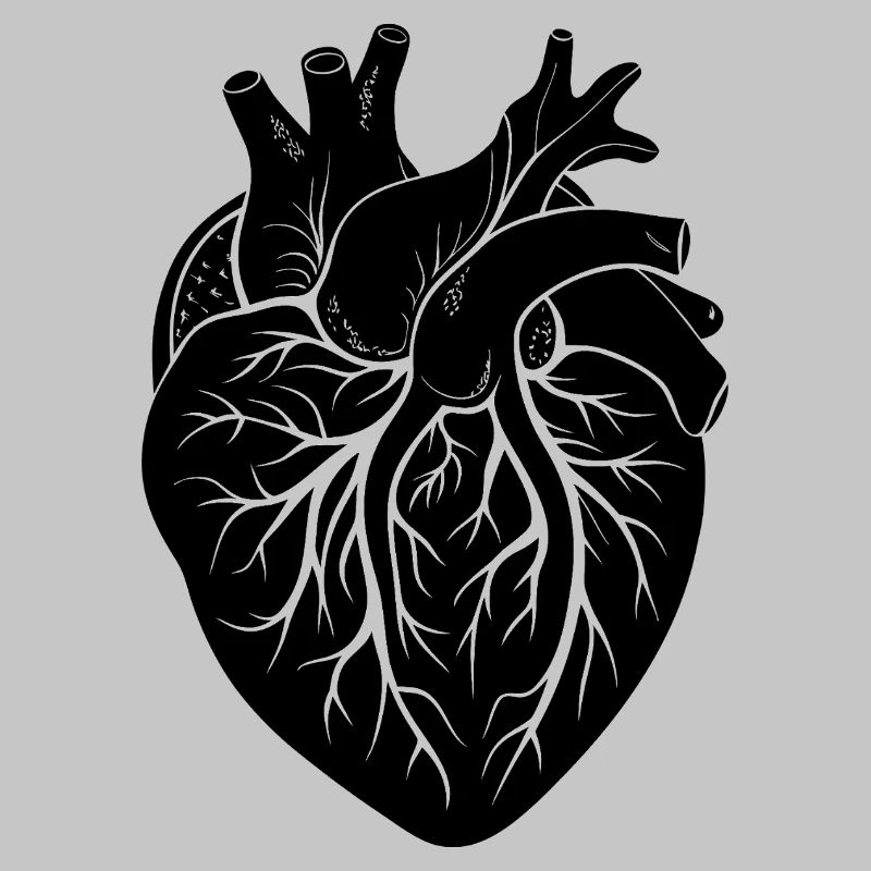 anatomisches Herz