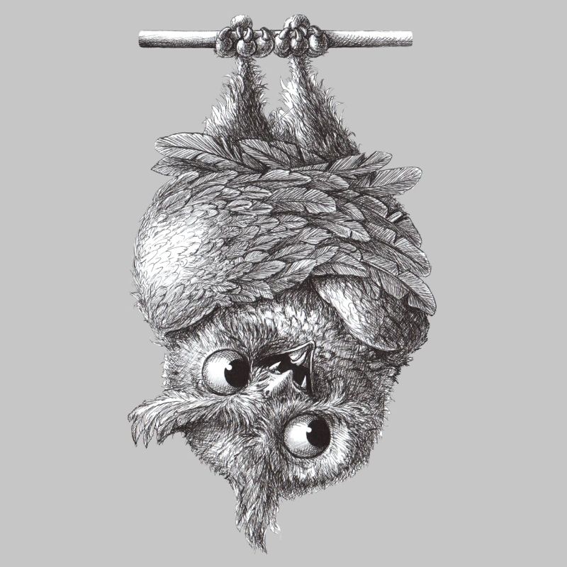 Vampir Eule - Dracula Eule