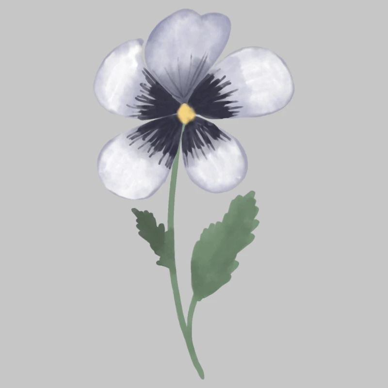 Pansy Violet