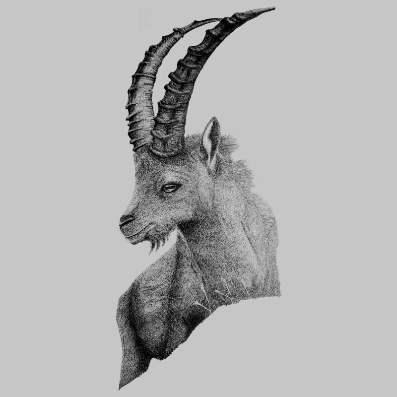 DER STEINBOCK