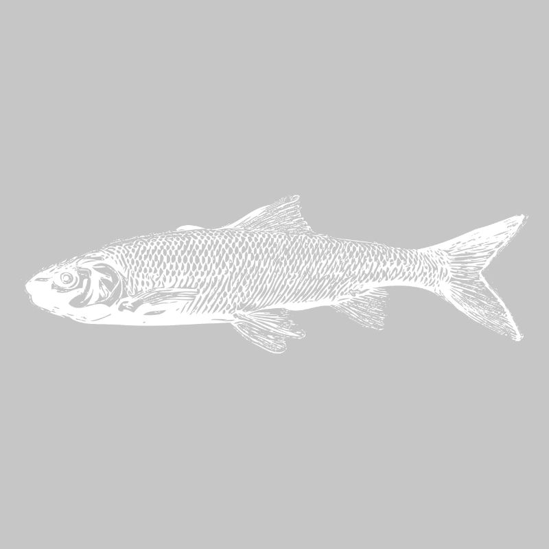 Trout fish
