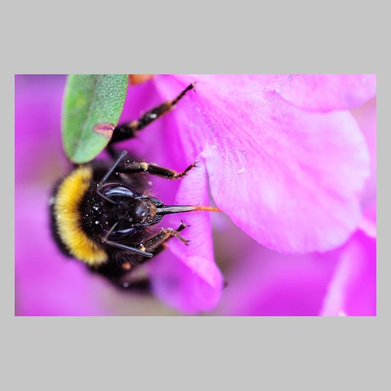 Bee on the violet