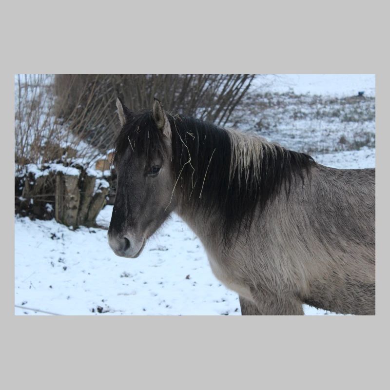 Affiche Cheval Cheval