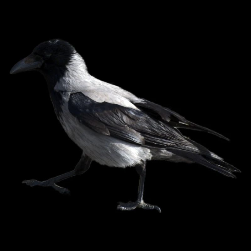 A small step by a crow