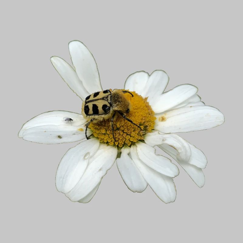 Pinselkäfer