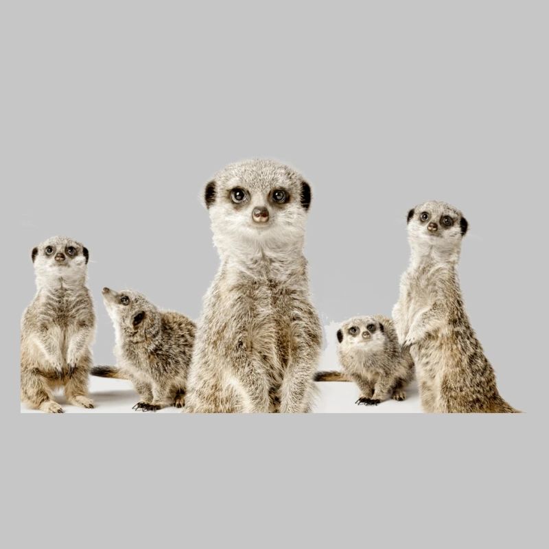 Erdhörnchen
