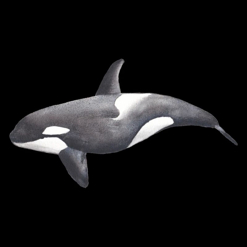Orca – Meeresbewohner, Illustration, 2022