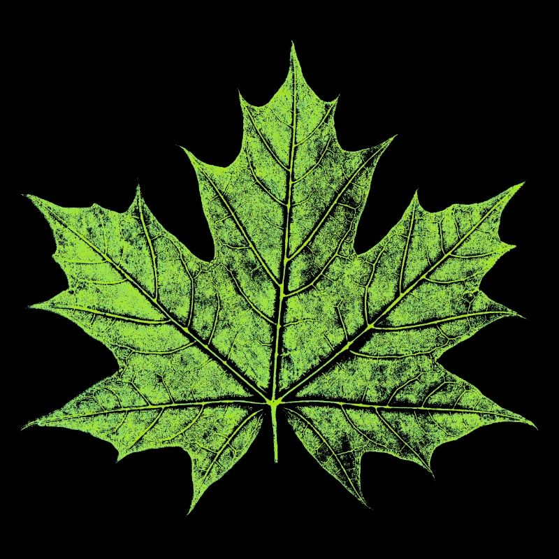 Feuille d’érable - VERT - Naturel / Design forestier