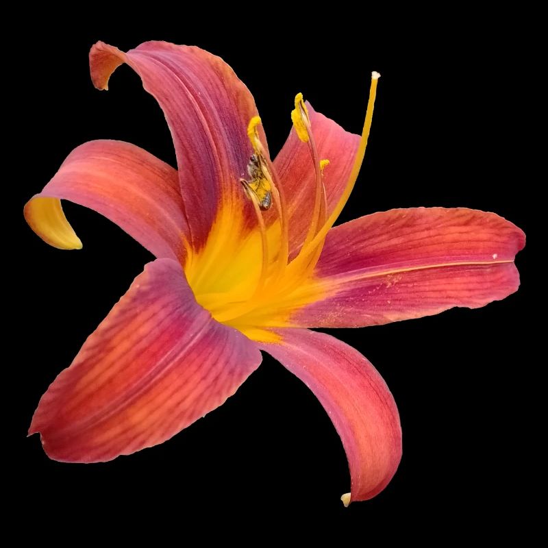 Lilienfunken Color Explosion
