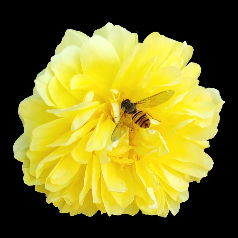 Yellow_Rose_-_Bee_Nature_Photography