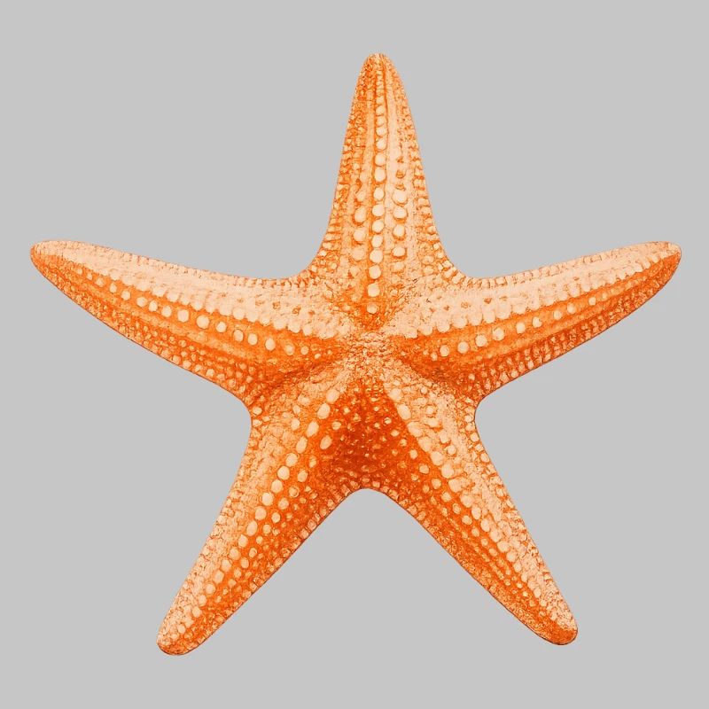 Orange Starfish Beach Design