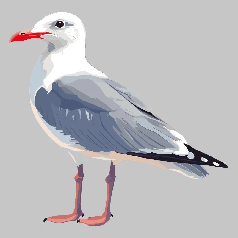 Seagull