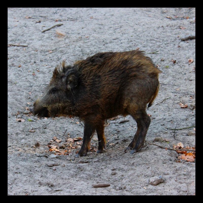 Wild boar hunter ranger hunt forest gift