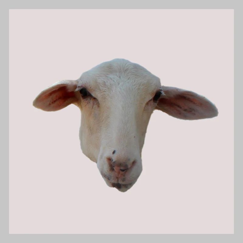 mouton