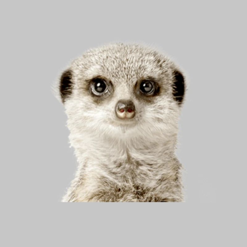 meerkat