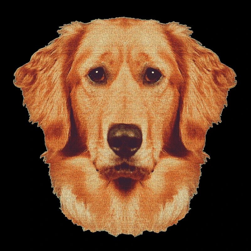 Gesicht Goldenretriever, hunderassen, süßes Hunde