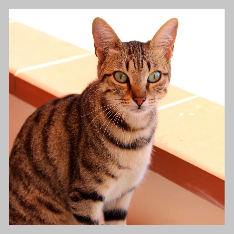 Chat chaton affiche chat carré affiche